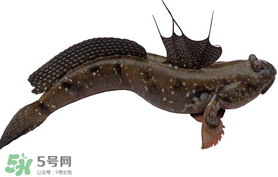 跳跳魚多少錢一斤？跳跳魚是淡水魚嗎？