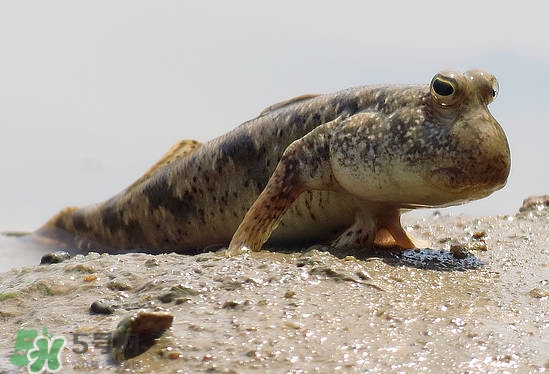 跳跳魚是什么魚？跳跳魚是不是泥鰍