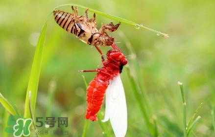 蟬蛹能吃嗎？蟬蛹怎么做好吃