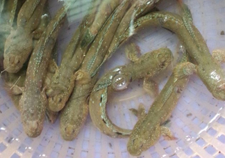 彈涂魚多少錢一斤？彈涂魚有毒嗎