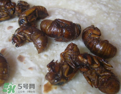 蟬蛹可以保存多長(zhǎng)時(shí)間？蟬蛹冰凍起來能保存多久