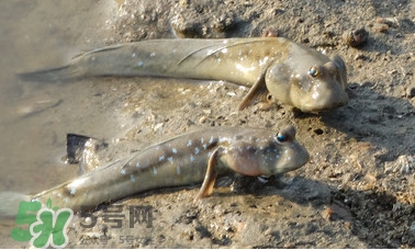 彈涂魚是兩棲動物嗎？彈涂魚營養(yǎng)價值有哪些