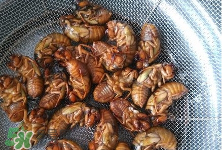 蟬蛹怎么處理？蟬蛹怎么保存