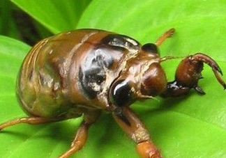 幼蟬猴多少錢一斤？幼蟬猴幾月份有