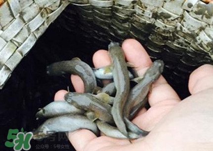 跳跳魚(yú)刺多嗎？跳跳魚(yú)小孩可以吃嗎