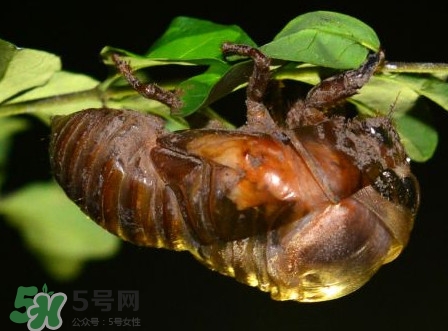 水煮蟬蛹怎么做？蟬蛹煮多久可以熟？