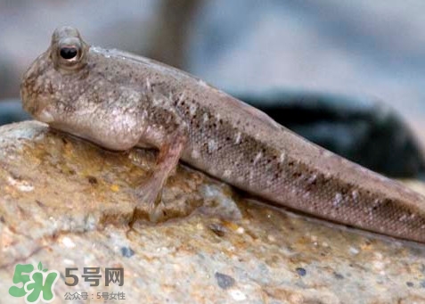 跳跳魚是什么魚？跳跳魚是不是泥鰍