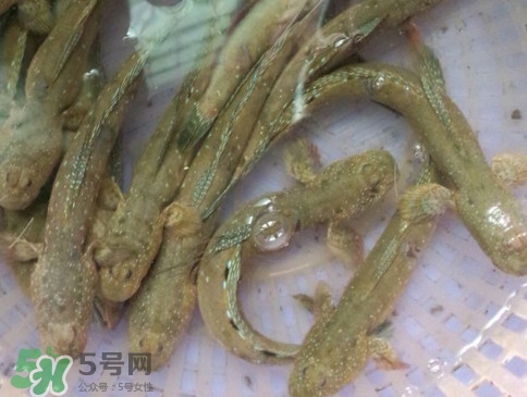 跳跳魚怎么做好吃？跳跳魚的最好吃做法