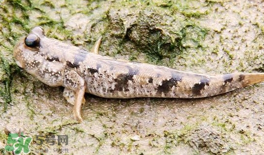 彈涂魚(yú)多少錢(qián)一斤？彈涂魚(yú)有毒嗎