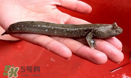 彈涂魚怎么吃？彈涂魚怎么燒好吃