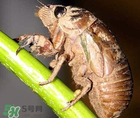 蟬蛹什么時候出來？蟬蛹什么時候最多
