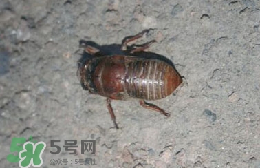 幼蟬猴怎么做好吃？幼蟬猴有什么營(yíng)養(yǎng)價(jià)值
