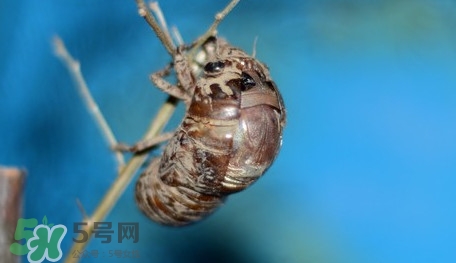 幼蟬猴怎么保存？幼蟬猴怎么清洗