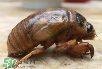 幼蟬猴怎么保存？幼蟬猴怎么清洗
