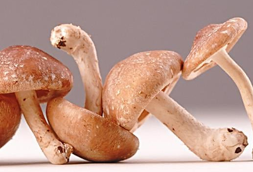 干香菇為什么比鮮香菇味道好？香菇為什么要曬干了再泡來(lái)吃