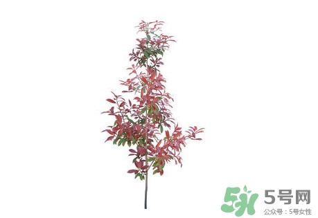 紫葉李什么時(shí)候開(kāi)花？紫葉李什么時(shí)候成熟