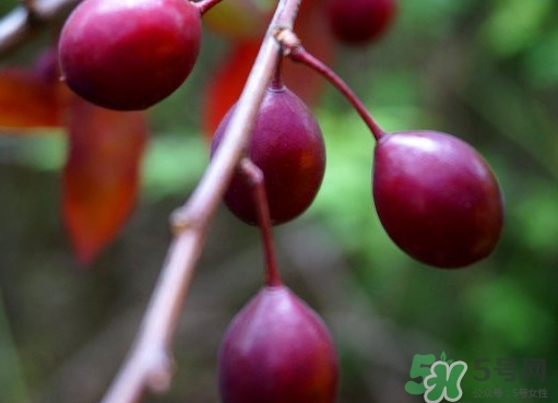 紫葉李果實(shí)有毒嗎？紫葉李果實(shí)能吃嗎