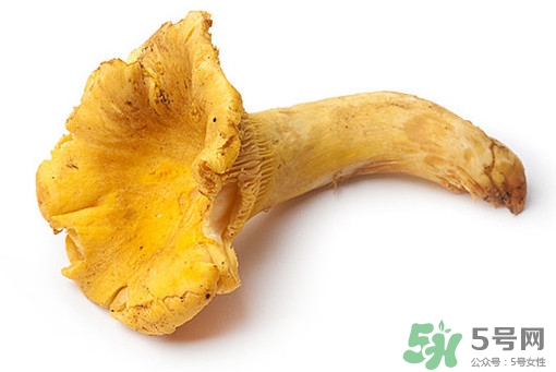 雞油菌多少錢一斤？雞油菌和雞樅菌有什么區(qū)別
