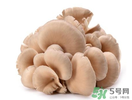 平菇怎么吃最有營養(yǎng)？平菇長白毛還能吃嗎