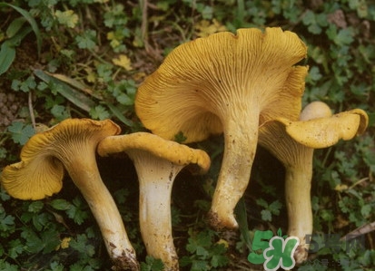 雞油菌多少錢一斤？雞油菌和雞樅菌有什么區(qū)別