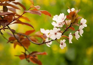 紫葉李什么時(shí)候開花？紫葉李什么時(shí)候成熟