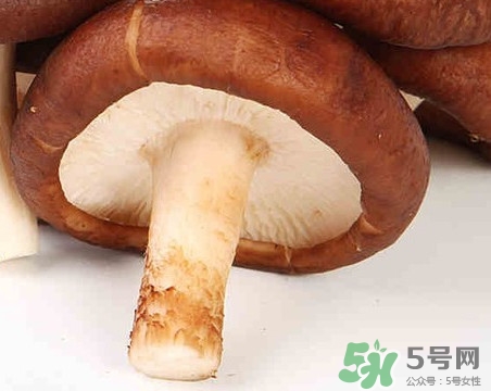 香菇是蘑菇嗎？香菇和蘑菇有什么區(qū)別