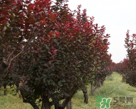 紫葉李什么時(shí)候開(kāi)花？紫葉李什么時(shí)候成熟
