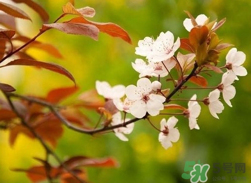 紫葉李什么時(shí)候開(kāi)花？紫葉李什么時(shí)候成熟