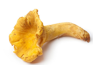 雞油菌多少錢一斤？雞油菌和雞樅菌有什么區(qū)別