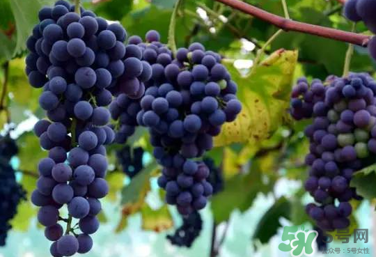 夏黑葡萄為什么掉色？夏黑葡萄怎么會染色？