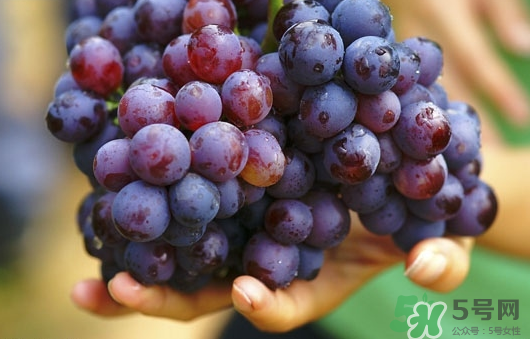 夏黑葡萄可以釀酒嗎？夏黑葡萄怎么自釀酒？