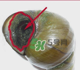 田螺里面都可以吃嗎？田螺不能和什么同食
