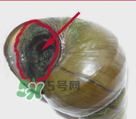 吃田螺有什么好處？田螺哪些部位不能吃