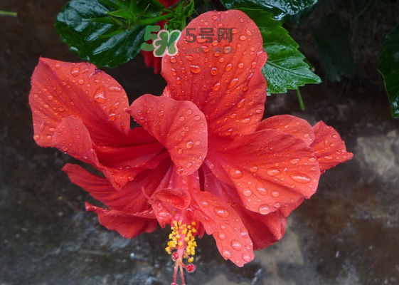 2017大暑會(huì)不會(huì)下雨？2017大暑下雨好嗎？