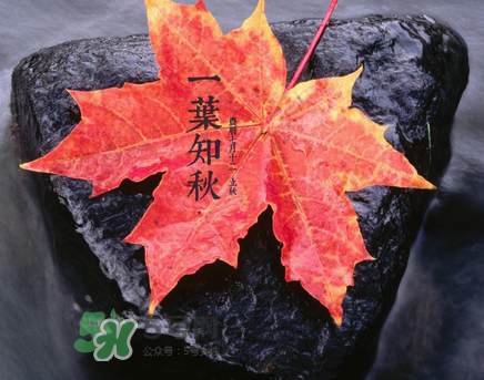 立秋后就是秋天了嗎？立秋后就涼快了嗎？