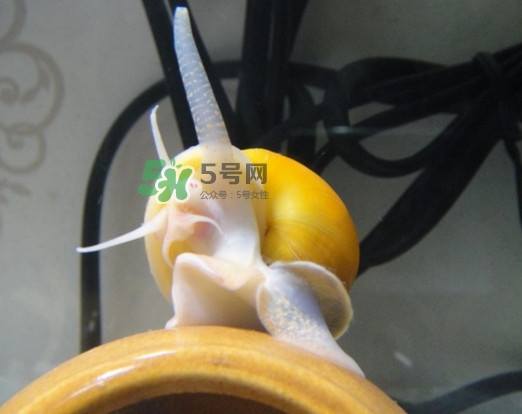 福壽螺是什么樣的？福壽螺和田螺的區(qū)別