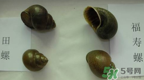 福壽螺吃了會怎樣？福壽螺有什么危害？