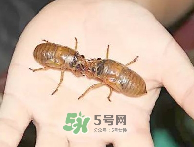 爬叉什么時(shí)候出來？爬叉怎么保存