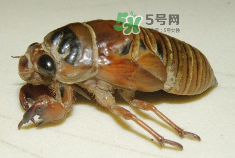 金蟬有什么營養(yǎng)價值？吃金蟬有什么好處？