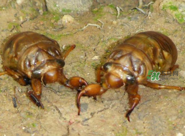 金蟬有什么營養(yǎng)價值？吃金蟬有什么好處？