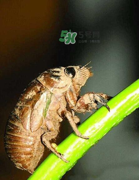 金蟬有寄生蟲嗎？金蟬有毒嗎？