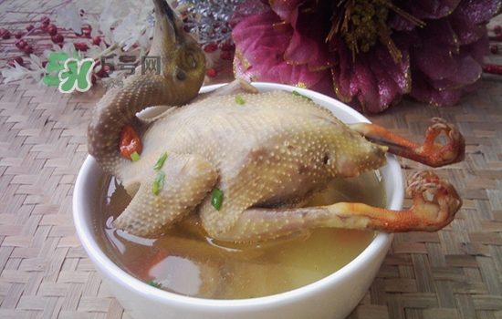 三伏天能吃鴿子嗎？三伏天能喝鴿子湯嗎？