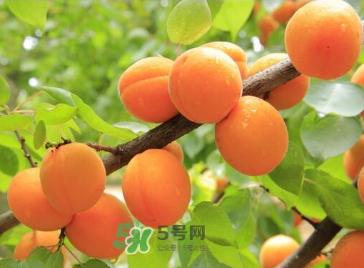 黃桃為什么用鹽水泡？黃桃為什么要用鹽水泡？