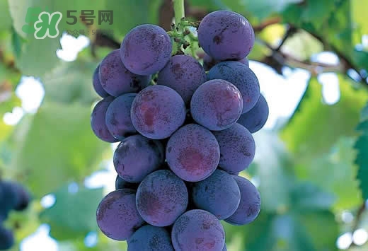 巨峰葡萄是酸性還是堿性？巨峰葡萄是堿性的嗎？