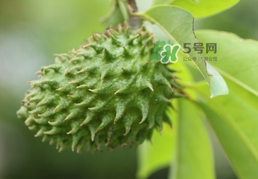 刺果番荔枝怎么吃？釋迦和刺果番荔枝區(qū)別