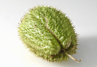 刺果番荔枝多少錢一斤？刺果番荔枝哪里有賣？