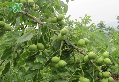 青皮核桃營養(yǎng)價值高嗎？青皮核桃怎么挑選