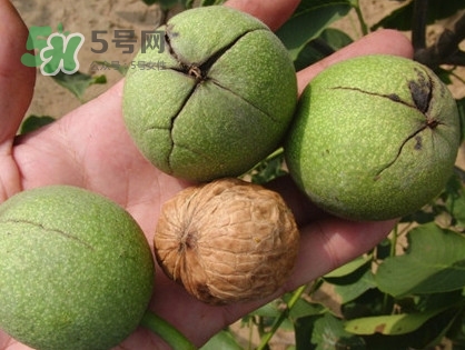 青皮核桃哪里有賣(mài)？哪里可以買(mǎi)到青皮核桃