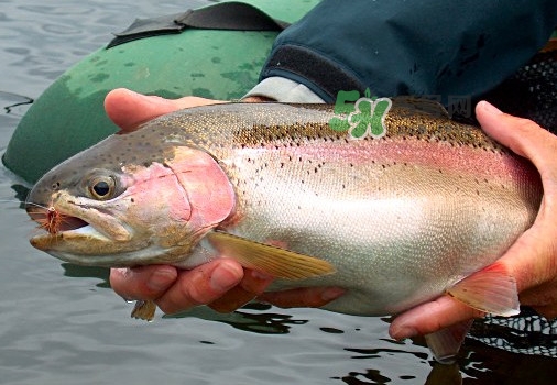 鱒魚可以生吃嗎？鱒魚是海魚還是淡水魚