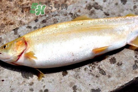 鱒魚怎么讀？鱒魚怎么做好吃